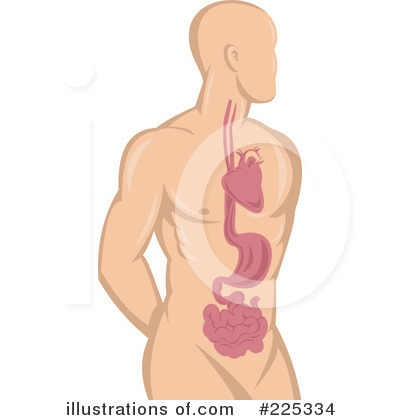 Royalty-Free (RF) Anatomy Clipart Illustration by patrimonio - Stock Sample #225334