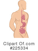 Anatomy Clipart #225334 by patrimonio