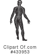 Anatomy Clipart #433953 by BestVector