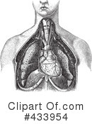 Anatomy Clipart #433954 by BestVector