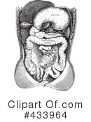 Anatomy Clipart #433964 by BestVector