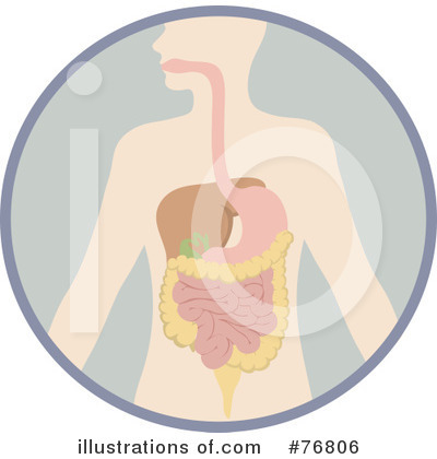 Digestive System Clipart #76806 by Rosie Piter