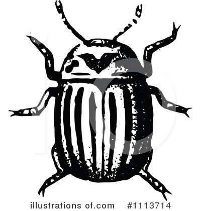 Colorado Potato Beetle Clipart #1113714 by Prawny Vintage