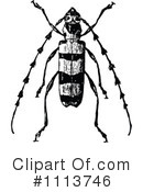 Beetle Clipart #1113746 by Prawny Vintage