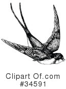 Bird Clipart #34591 by C Charley-Franzwa