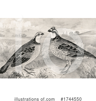 Royalty-Free (RF) Birds Clipart Illustration by JVPD - Stock Sample #1744550