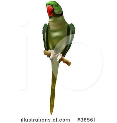 Parrot Clipart #36561 by dero