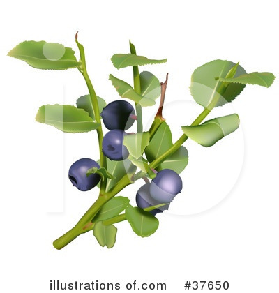 Royalty-Free (RF) Blueberry Clipart Illustration by dero - Stock Sample #37650