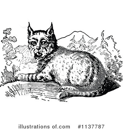 Royalty-Free (RF) Bobcat Clipart Illustration by Prawny Vintage - Stock Sample #1137787