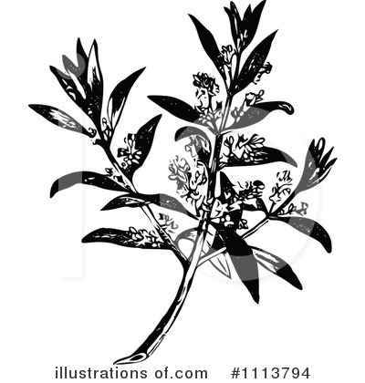Royalty-Free (RF) Botanical Clipart Illustration by Prawny Vintage - Stock Sample #1113794