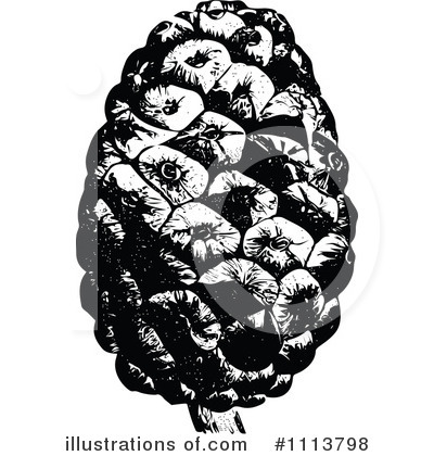 Pinecones Clipart #1113798 by Prawny Vintage