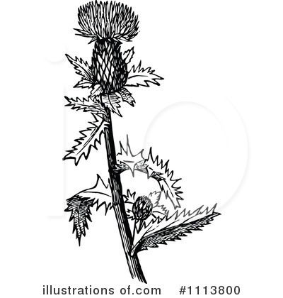 Thistle Clipart #1113800 by Prawny Vintage