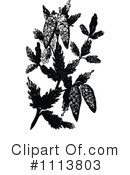 Botanical Clipart #1113803 by Prawny Vintage