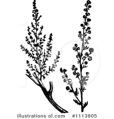 Royalty-Free (RF) Botanical Clipart Illustration by Prawny Vintage - Stock Sample #1113805