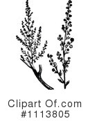 Botanical Clipart #1113805 by Prawny Vintage