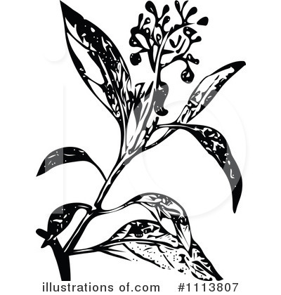 Royalty-Free (RF) Botanical Clipart Illustration by Prawny Vintage - Stock Sample #1113807