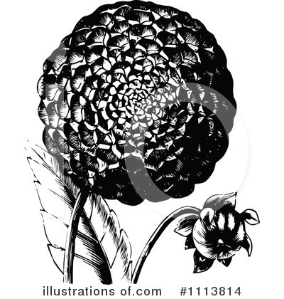Royalty-Free (RF) Botanical Clipart Illustration by Prawny Vintage - Stock Sample #1113814