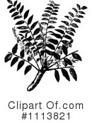 Botanical Clipart #1113821 by Prawny Vintage