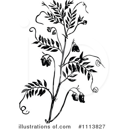 Royalty-Free (RF) Botanical Clipart Illustration by Prawny Vintage - Stock Sample #1113827