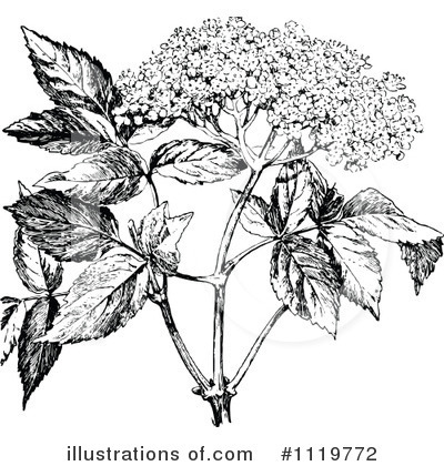 Royalty-Free (RF) Botanical Clipart Illustration by Prawny Vintage - Stock Sample #1119772
