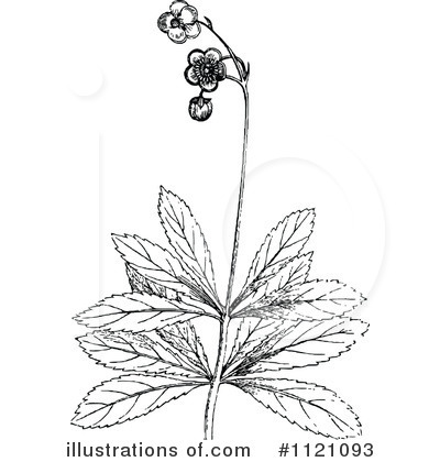 Royalty-Free (RF) Botany Clipart Illustration by Prawny Vintage - Stock Sample #1121093