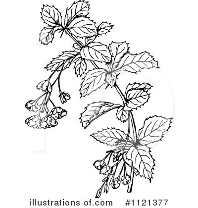 Royalty-Free (RF) Botany Clipart Illustration by Prawny Vintage - Stock Sample #1121377