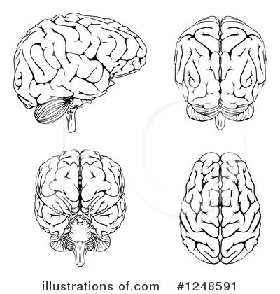 Royalty-Free (RF) Brain Clipart Illustration by AtStockIllustration - Stock Sample #1248591