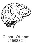 Brain Clipart #1562321 by AtStockIllustration