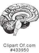 Brain Clipart #433950 by BestVector