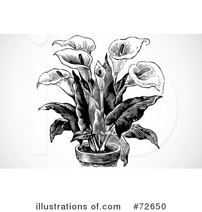 Botany Clipart #72650 by BestVector