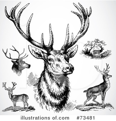 Deer Clipart #73481 by BestVector