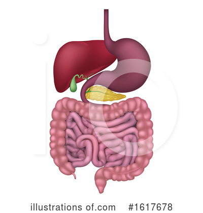 Digestive Clipart #1617678 by AtStockIllustration