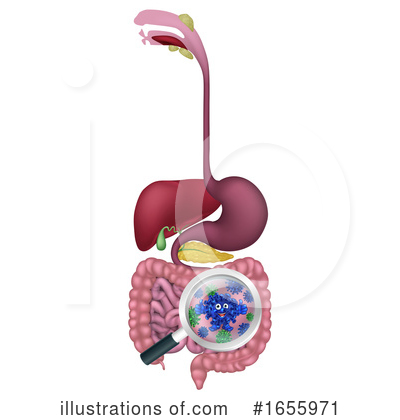 Digestive Clipart #1655971 by AtStockIllustration