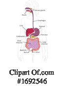 Digestion Clipart #1692546 by AtStockIllustration