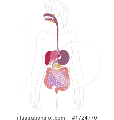 Digestive Clipart #1724770 by AtStockIllustration