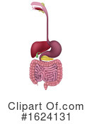 Digestive System Clipart #1624131 by AtStockIllustration