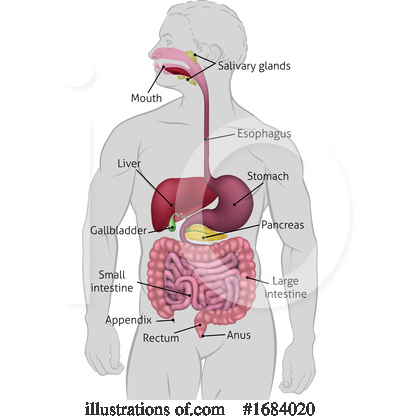 Digestion Clipart #1684020 by AtStockIllustration