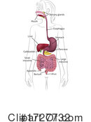 Digestive System Clipart #1727732 by AtStockIllustration