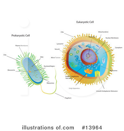 Biology Clipart #13964 by Rasmussen Images