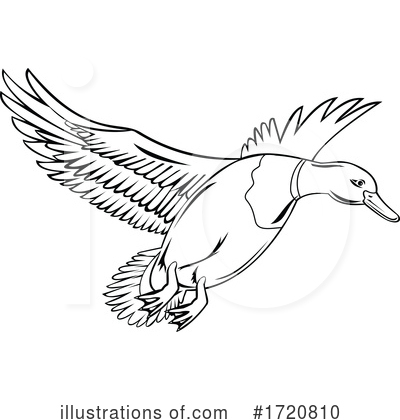 Royalty-Free (RF) Duck Clipart Illustration by patrimonio - Stock Sample #1720810