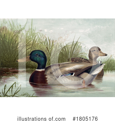 Royalty-Free (RF) Duck Clipart Illustration by JVPD - Stock Sample #1805176