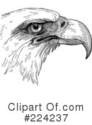Eagle Clipart #224237 by BestVector