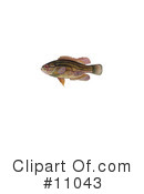 Fish Clipart #11043 by JVPD
