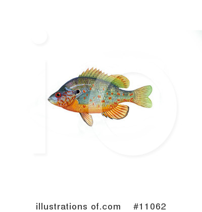 Sun Fish Clipart #11062 by JVPD