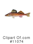 Fish Clipart #11074 by JVPD