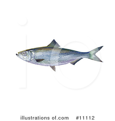 Fish Clipart #11112 by JVPD