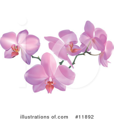Orchid Clipart #11892 by AtStockIllustration