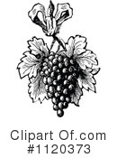 Grapes Clipart #1120373 by Prawny Vintage