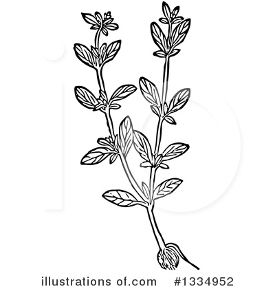 Royalty-Free (RF) Herb Clipart Illustration by Picsburg - Stock Sample #1334952