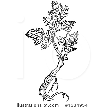 Royalty-Free (RF) Herb Clipart Illustration by Picsburg - Stock Sample #1334954